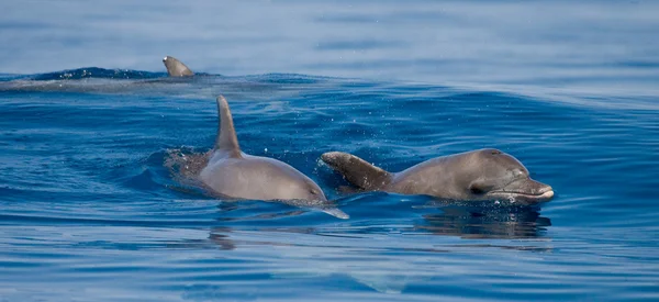 Dolphins in Ocean wildlife