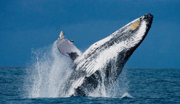 Whale jumping in the air