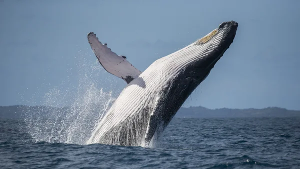 Whale jumping in the air