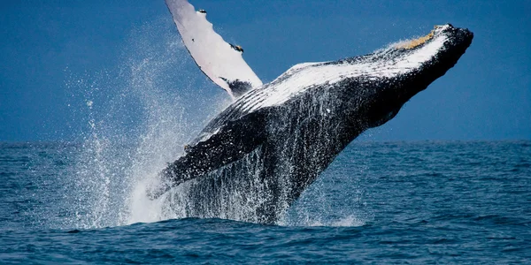 Whale jumping in the air