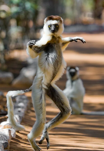 Cute Dancing Sifakas