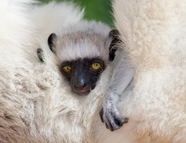 Portrait of a baby dancing Sifaka