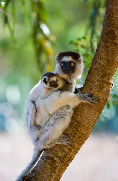 Portrait of a baby dancing Sifaka
