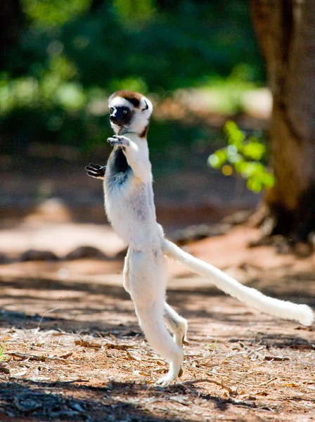 Dancing Sifaka jumping.