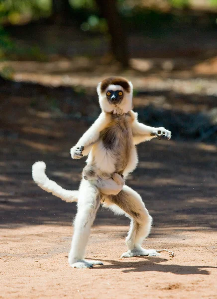 Dancing Sifaka jumping.