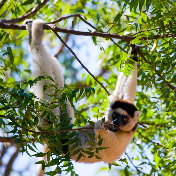 Dancing Sifaka sitting on a tree