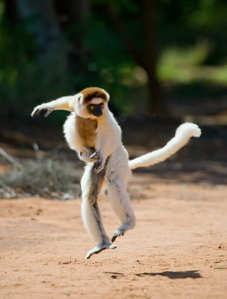 Dancing Sifaka jumping.