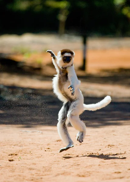 Dancing Sifaka jumping.