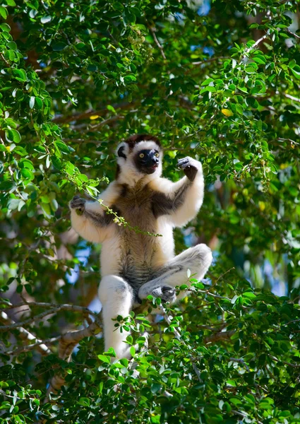 Dancing Sifaka sitting on a tree