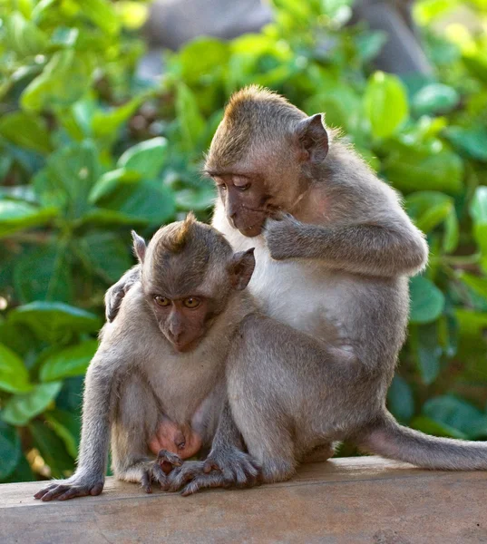 Two Macaques sitting