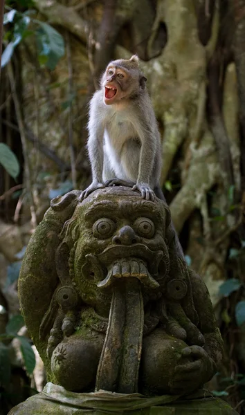 Macaque sitting on stones in the temple