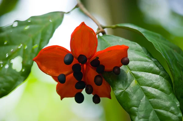 Black seeds in red tropical flower