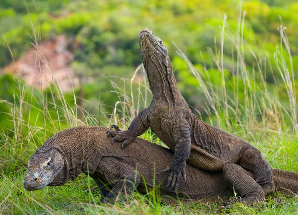 Komodo dragons (Varanus komodoensis)