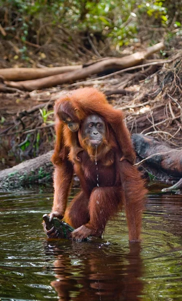 Orangutan mother and baby