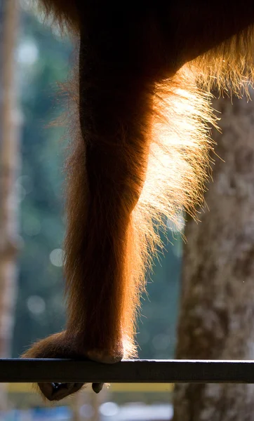 A leg of the orangutan close up.