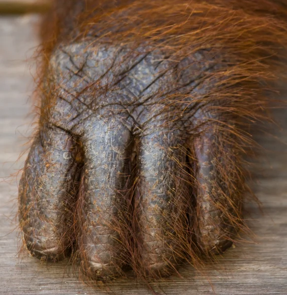 A hand of a paw of the orangutan close up.