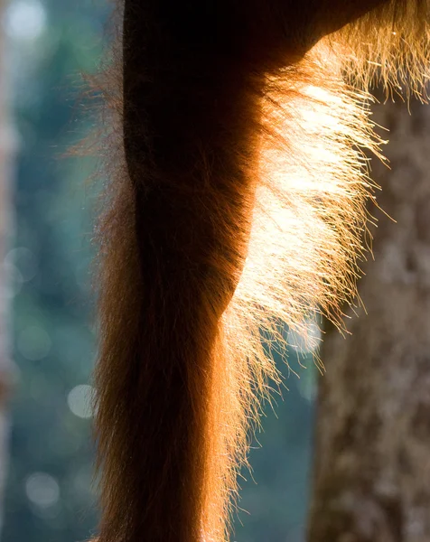 A leg of the orangutan close up.