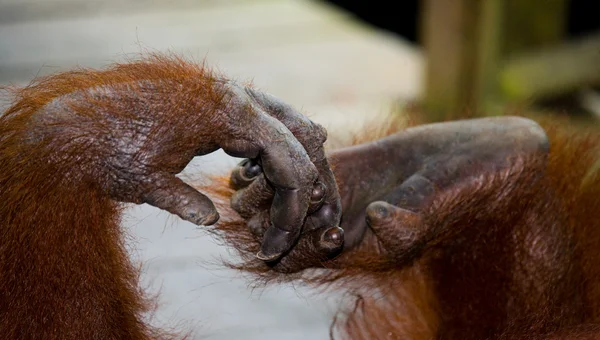 Hands of Orangutan, Indonesia.