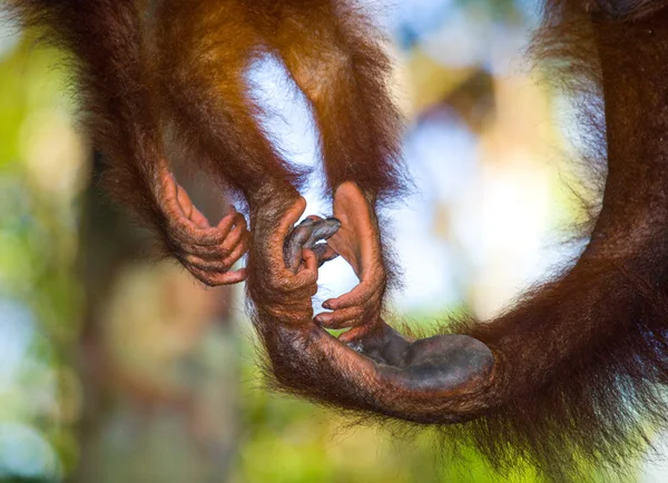 Hands of Orangutan, Indonesia.