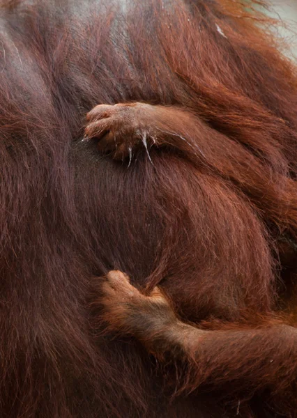 A hand of a paw of the orangutan close up.