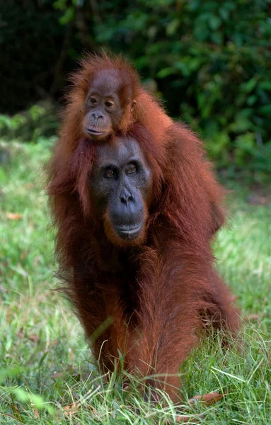 Two Orangutans  Indonesia.