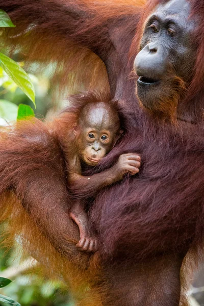 Two Orangutans  Indonesia.