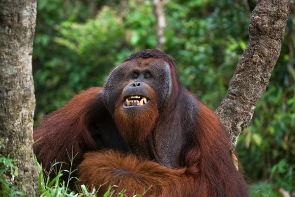 Male orangutan portrait