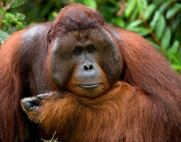 Male orangutan portrait