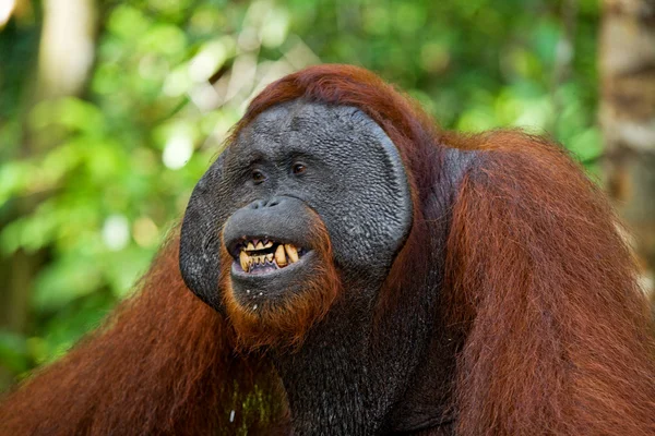 Male orangutan portrait