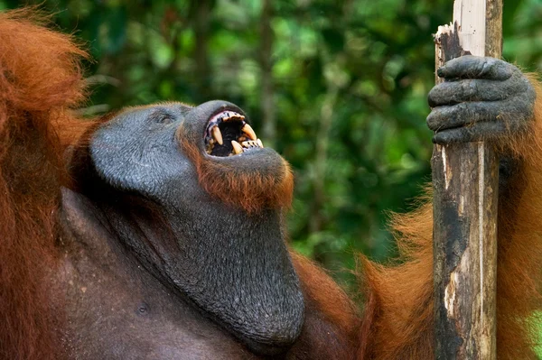 Male orangutan portrait