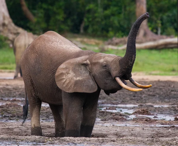Forest elephant from the Central African Republic
