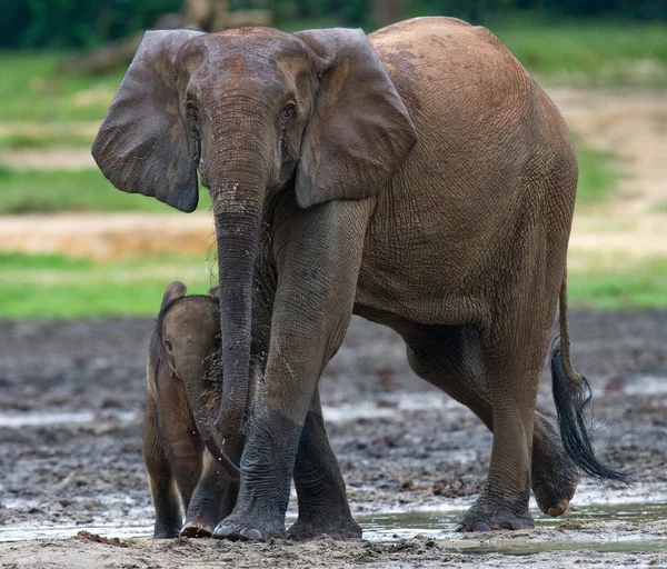 Elephant next to an adult one