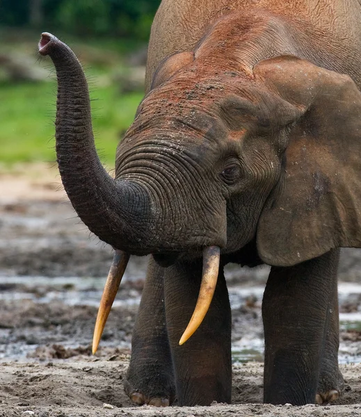 Forest elephant from the Central African Republic