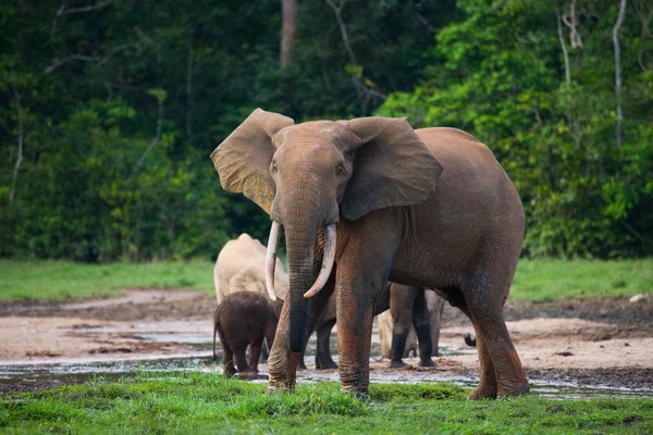 Elephant next to an adult one