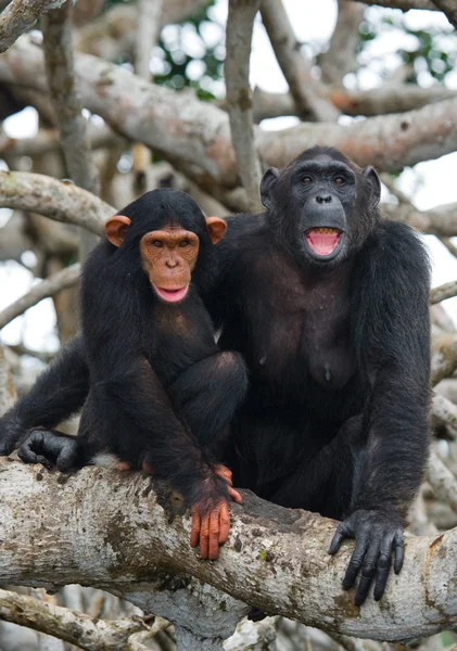 Funny Chimpanzee, Republic of the Congo