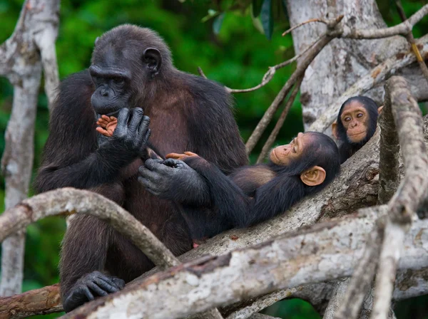 Funny Chimpanzee, Republic of the Congo