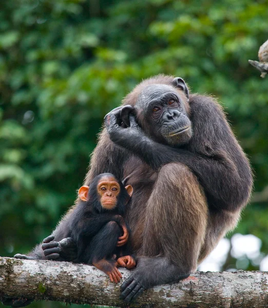 Funny Chimpanzee, Republic of the Congo