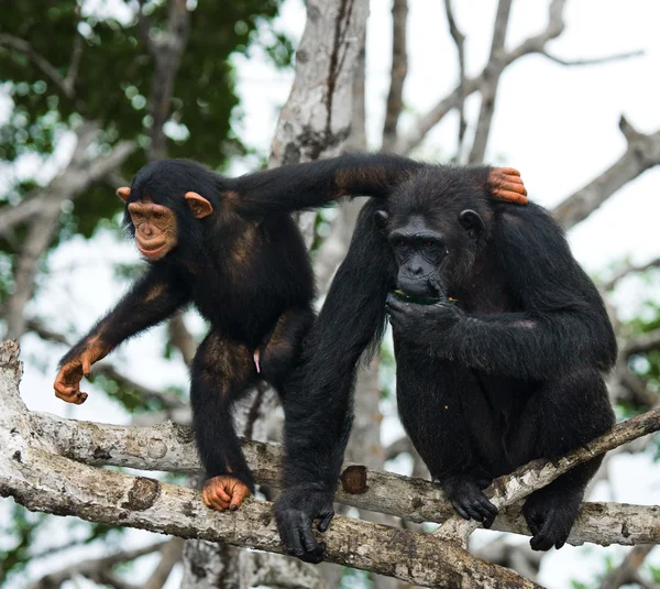 Funny Chimpanzee, Republic of the Congo