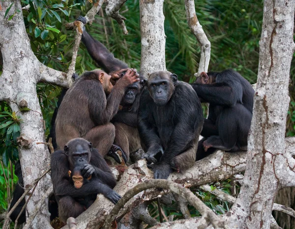 Funny Chimpanzee family, Republic of the Congo