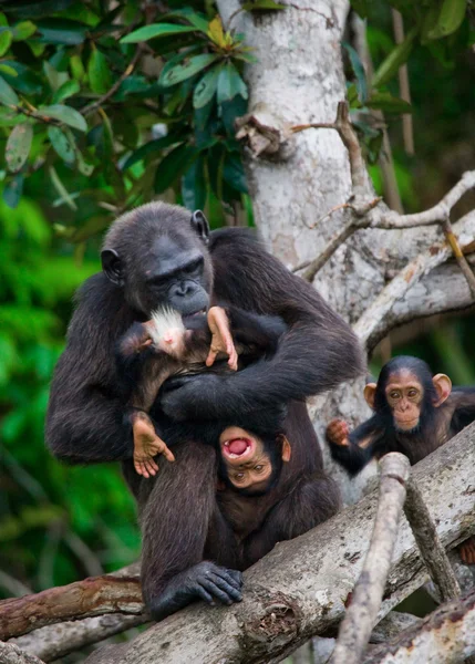 Funny Chimpanzee, Republic of the Congo