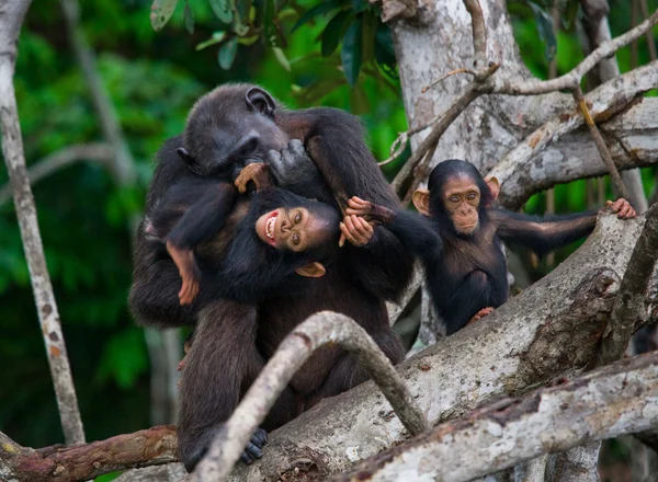 Funny Chimpanzee, Republic of the Congo