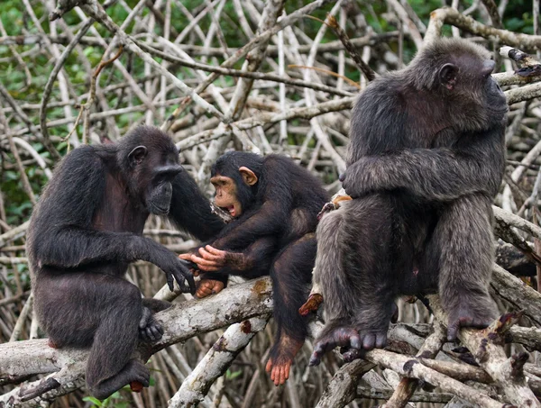 Funny Chimpanzee family, Republic of the Congo