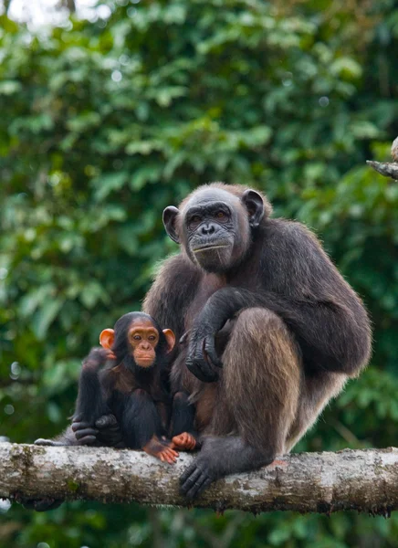 Funny Chimpanzee, Republic of the Congo