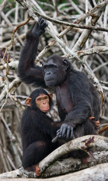 Funny Chimpanzee, Republic of the Congo