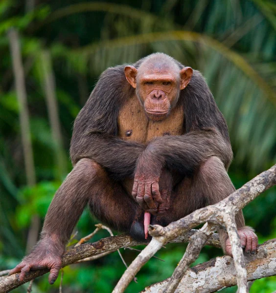 Funny Chimpanzee, Republic of the Congo