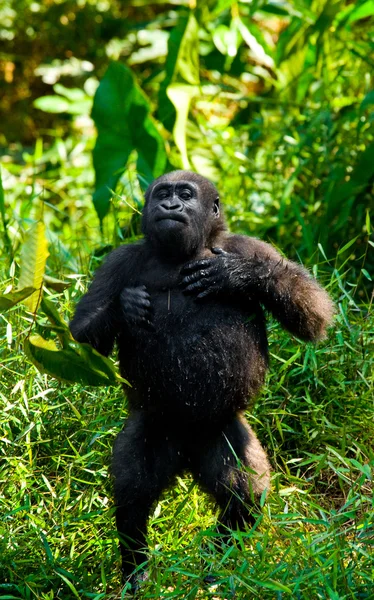 One Congo Gorilla