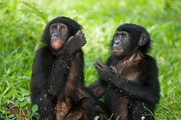 Baby Bonobo monkeys