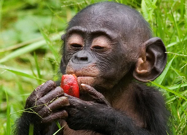 Baby Bonobo monkey