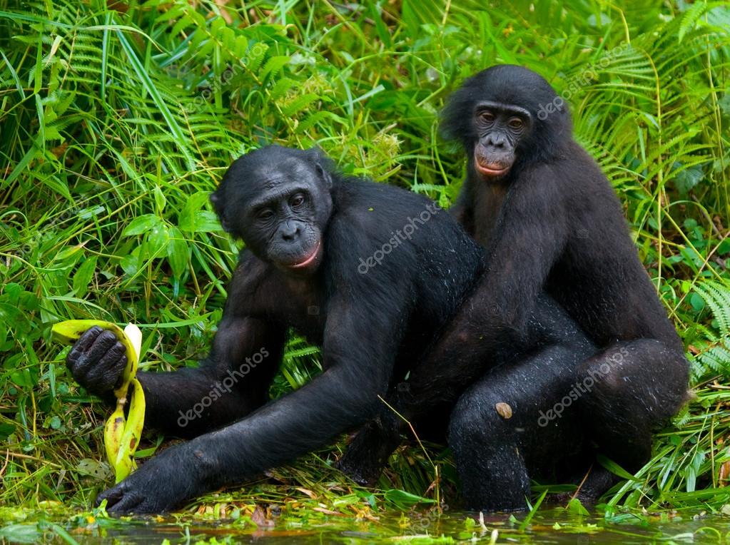 Deux singes Bonobos — Photographie GUDKOVANDREY © 94266792