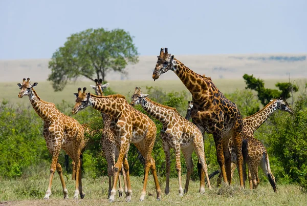 Group wild giraffes